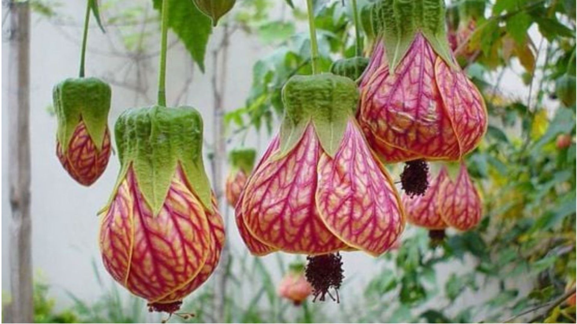 Tổng quan về cây Lồng Đèn